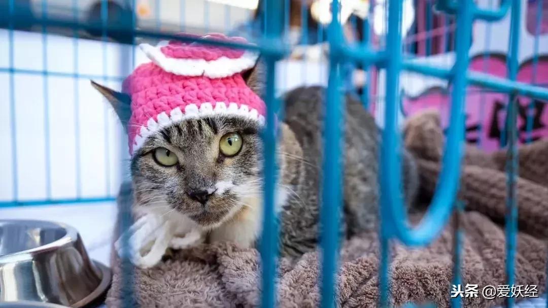 万圣节不给糖果就捣蛋男孩,万圣节不给糖就捣蛋儿童视频