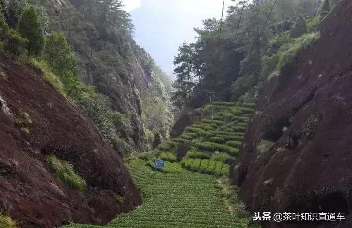 武夷岩茶里“坑、涧、窠、窝、洞、峰、岩”的奥妙