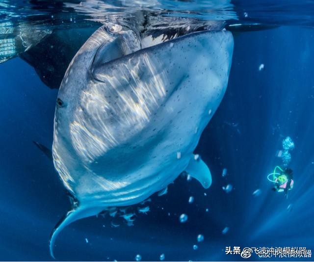 飞波与美娜多合作的项目预计在今年运营