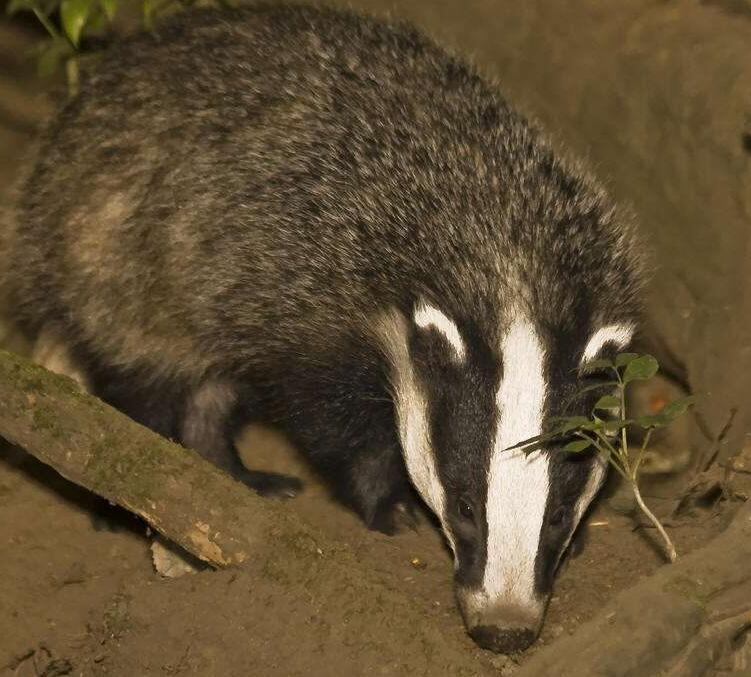 四大仙的民间故事,四大神话四大民间传说