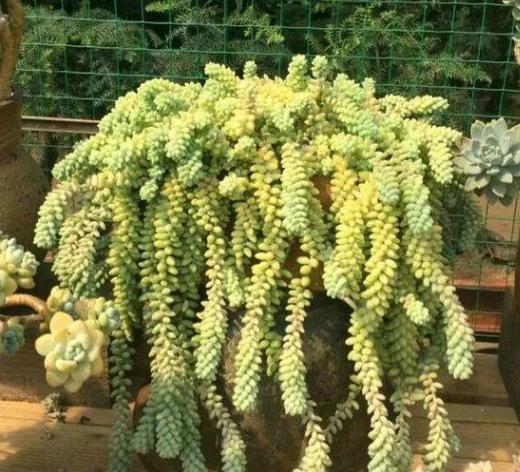 新玉缀怎么养能爆盆,玉缀叶子繁殖叶片必须朝上吗