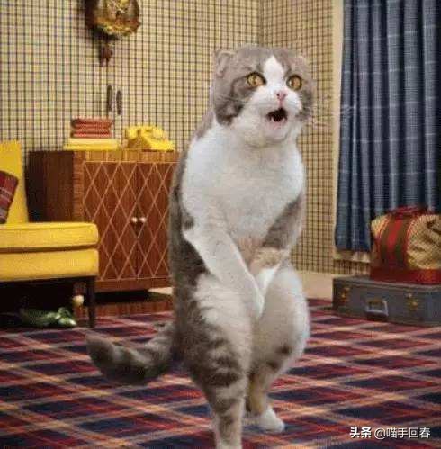 辟谣！猫咪经常尿*禁失**是因为发情了？这些尿道疾病也可能是原因