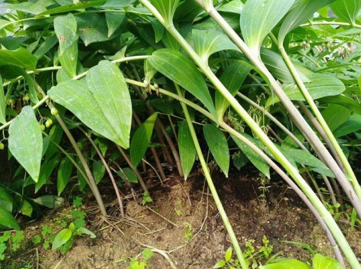 农村山野里的鸡头参你认识它吗,冬季怎样去山里挖鸡头参