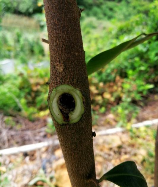 什么树一直流胶,农村这种树80元一斤都买不到