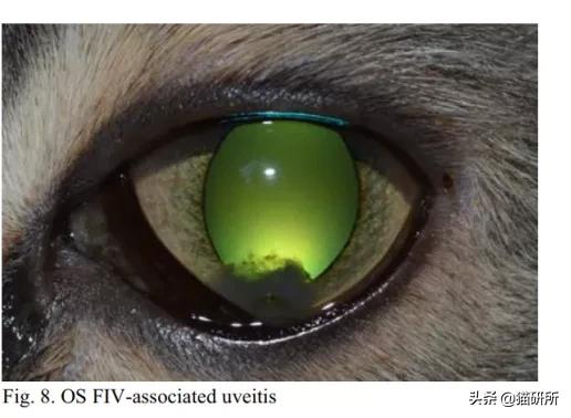 猫咪眼睛异常,猫咪眼睛有问题视频