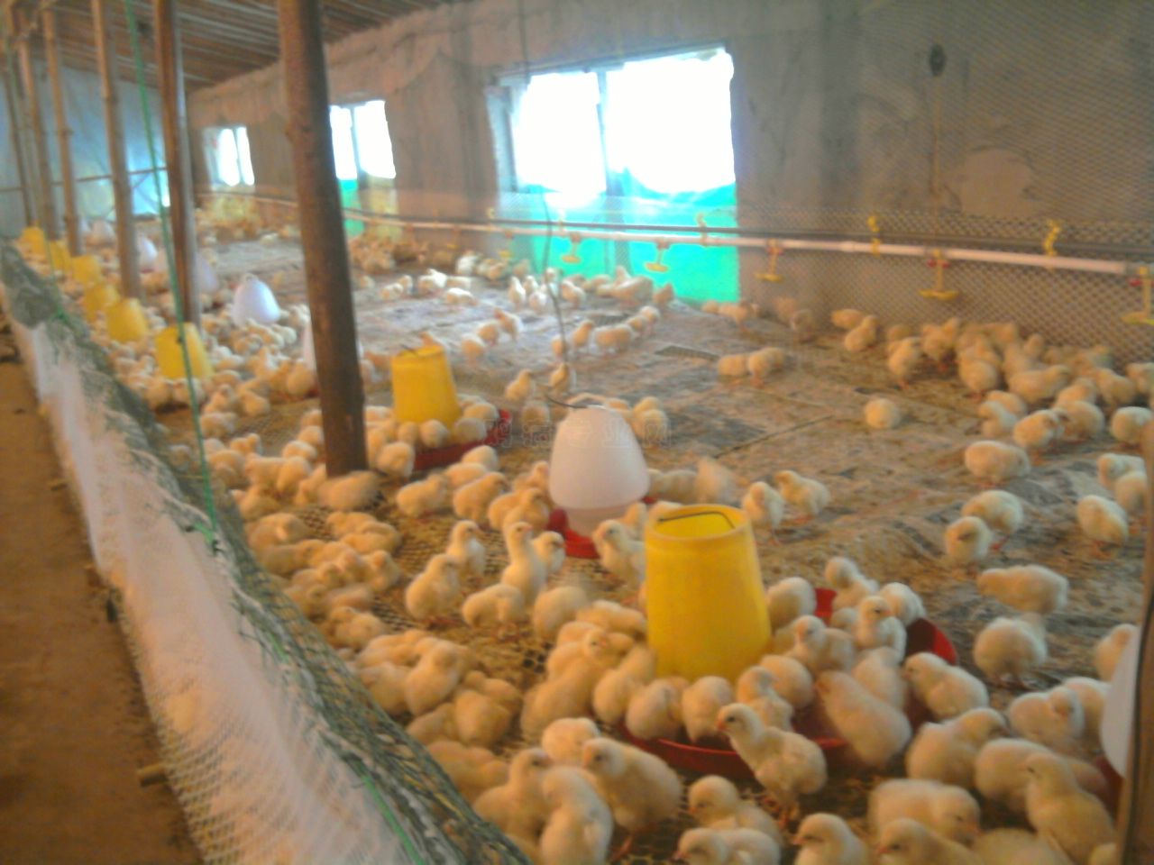 几月份母鸡孵化的雏鸡最容易成活,孵化小鸡没有雏鸡营养液怎么办