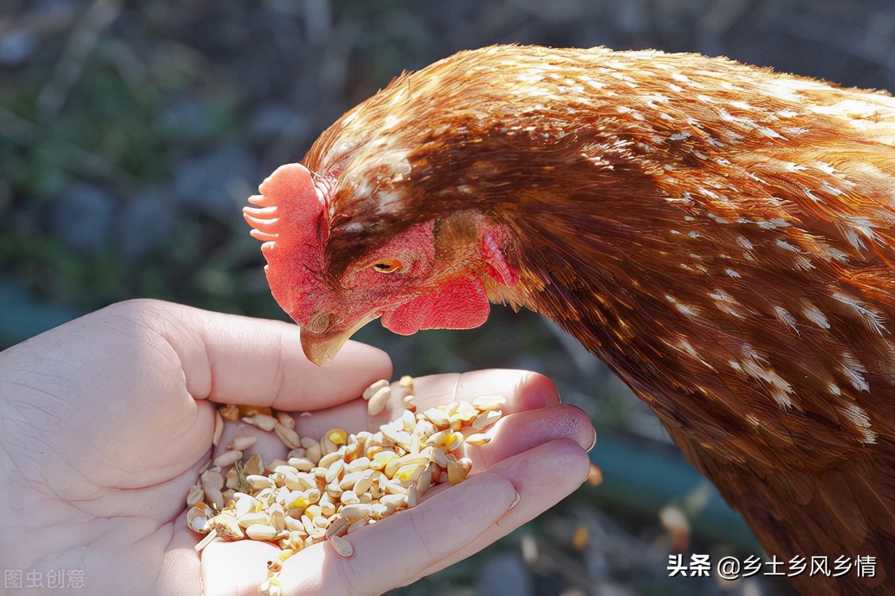 玉米养鸡一般一天多少料最好,养鸡喂玉米的最佳方法