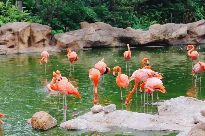 珠海酒店推荐性价比高便宜靠长隆,珠海长隆住哪个酒店性价比比较好