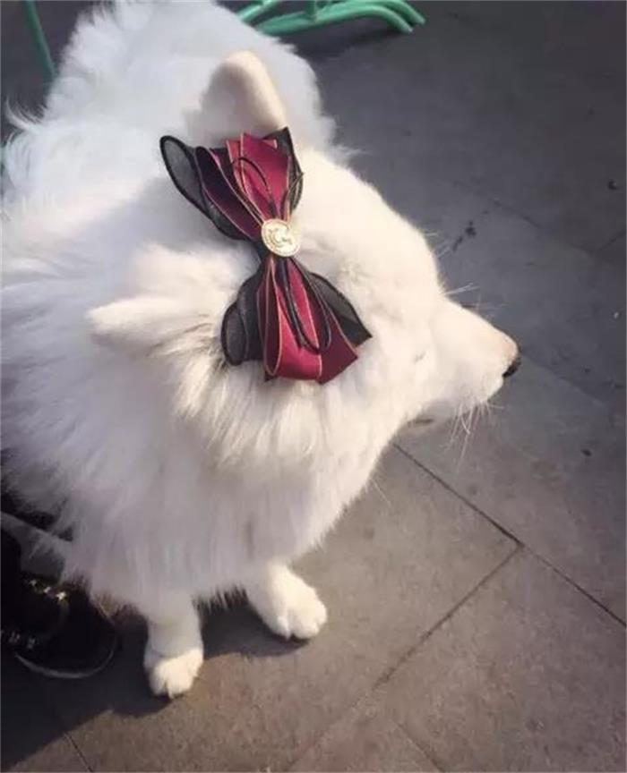 萨摩耶拆家,萨摩耶为什么这么会拆家