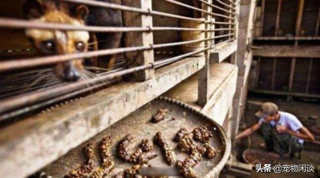 猫屎咖啡真是猫屎吗,猫屎咖啡真的是用猫屎做的吗