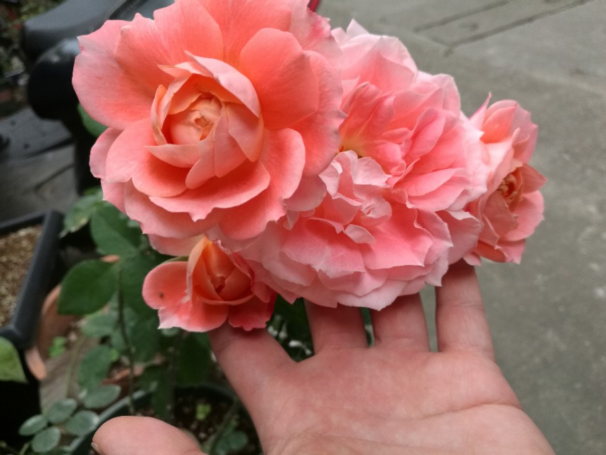 月季花白粉病病虫害,月季花苞白粉病碘伏