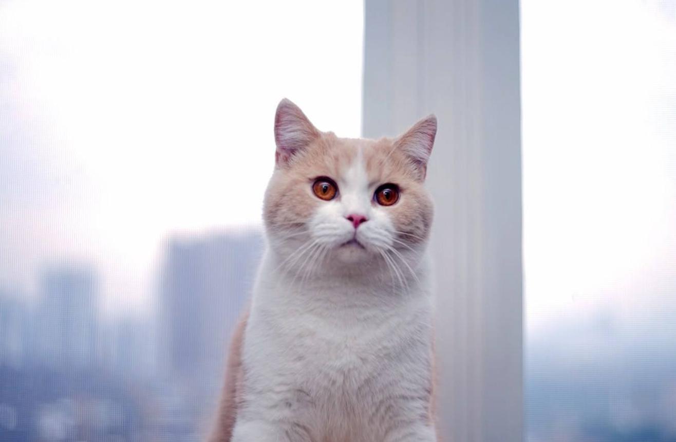 喵星人的报复行为,猫咪记仇怎样才会让它原谅