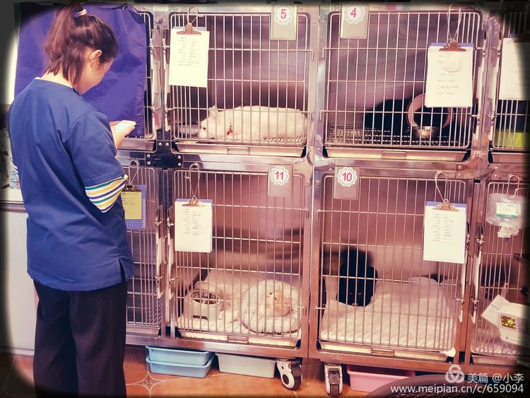 珠海宠物免费治疗,珠海哪里有宠物美容学校