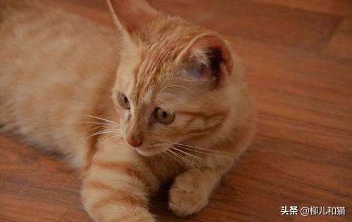 猫咪绦虫驱不干净,猫咪绦虫会不吃不喝吗