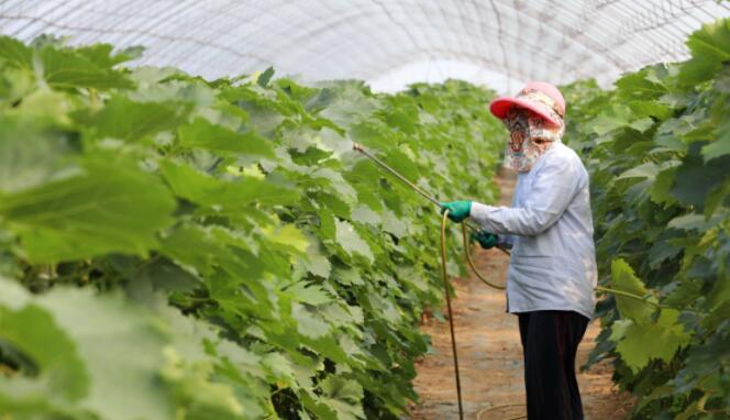 矮壮素对植物有效吗,矮壮素能促进植物抗寒吗