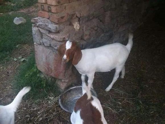 个人养羊创业计划书,养羊创业致富的项目