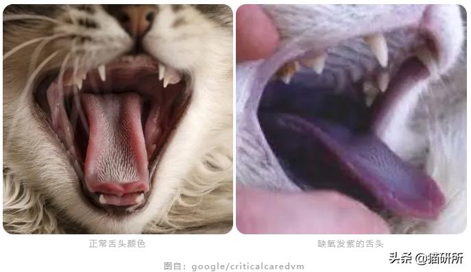 猫咪舌头上的“倒刺”其实是吸管？