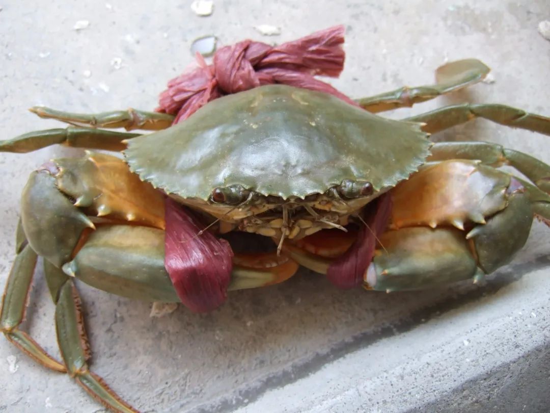 菜市场买了死螃蟹还能吃吗,超市买了冷冻活螃蟹死了能吃吗