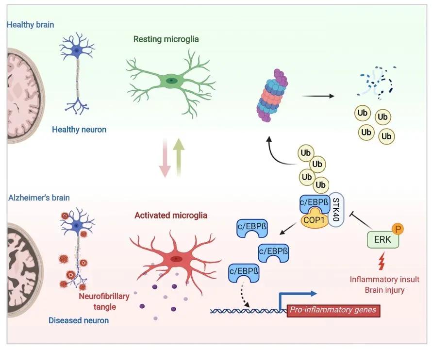 脑细胞移植治疗自闭症,脑科学治自闭症有突破吗