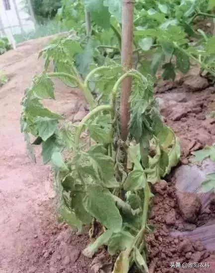 番茄种植为啥会出现株死情况,番茄移栽前后土传病害