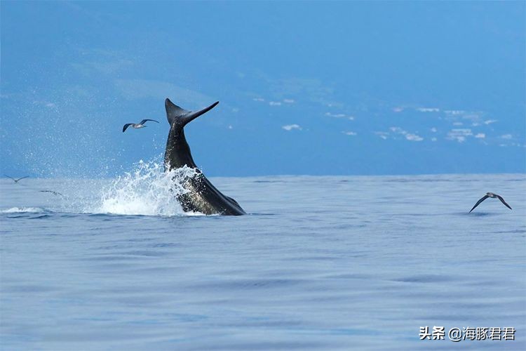 斯里兰卡旅游必购物品图片,斯里兰卡旅游商品