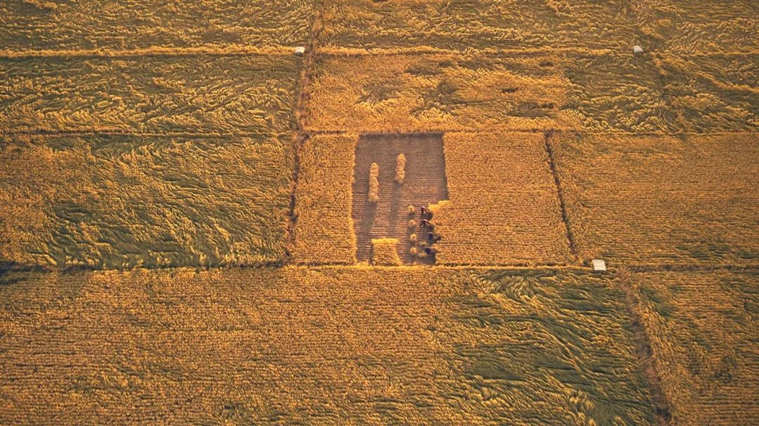 钻石界高管为前世的小情人去种地，从米开始吧