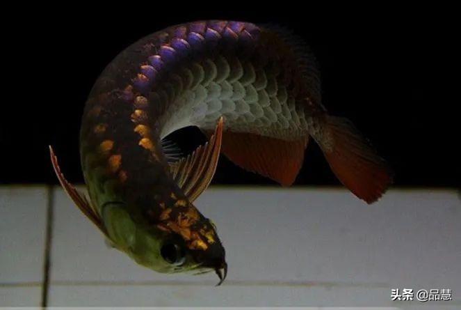 十种便宜又漂亮的龙鱼,一旦拥有别无所求是什么广告