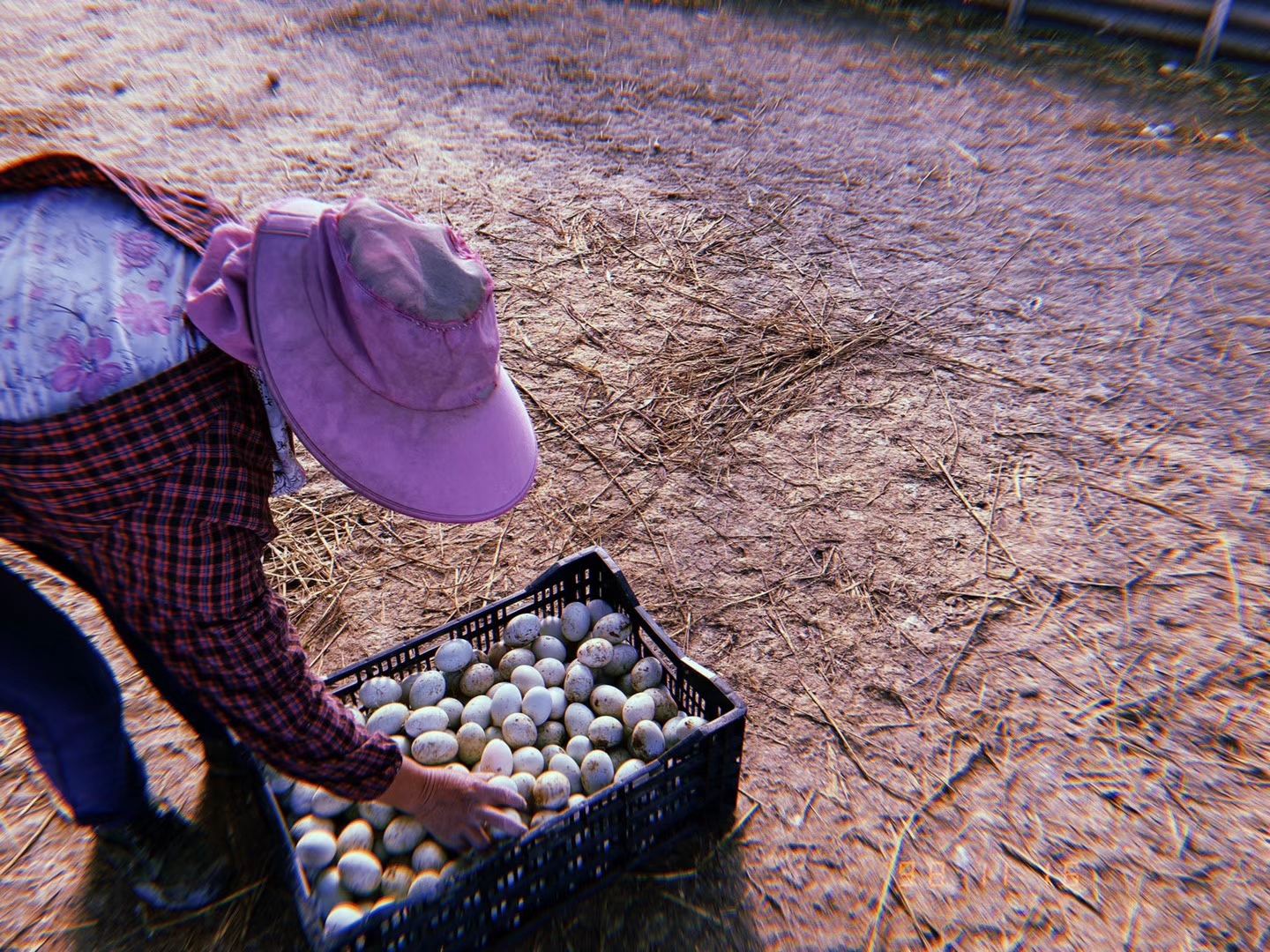 刚开产的蛋鸭采食量低怎么办,蛋鸭采食正常缓慢掉蛋原因
