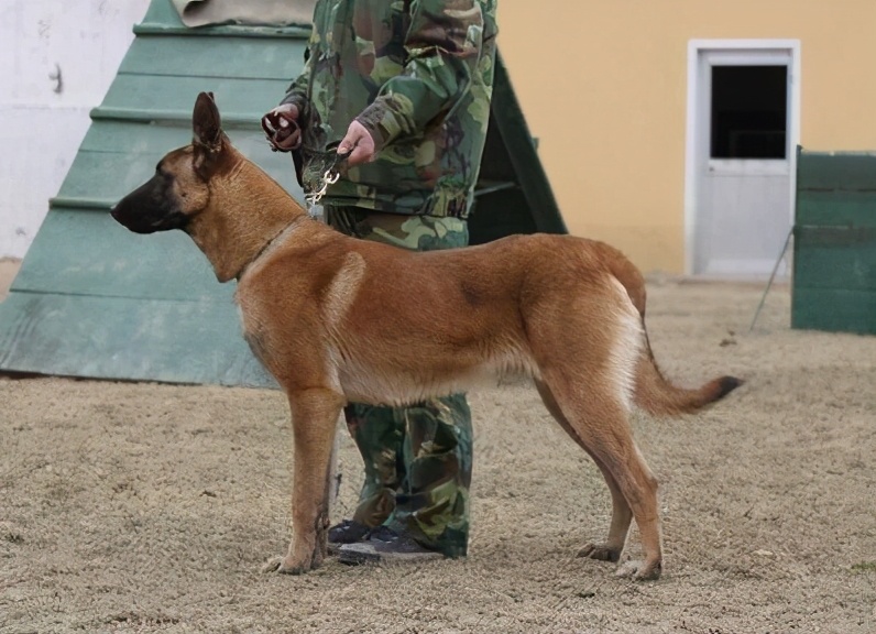 在狗市挑一只双血统马犬,小马犬怎么挑好的狗粮呢