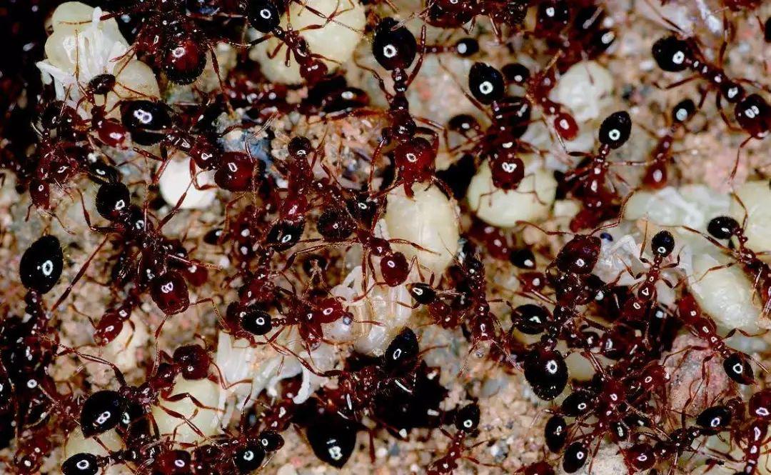 钓鱼有红蚁咬如何防范,正在钓鱼发现红火蚁被咬了一口