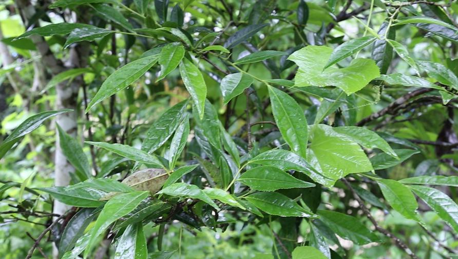 老徐谈茶138期,老徐谈茶冰岛茶特点