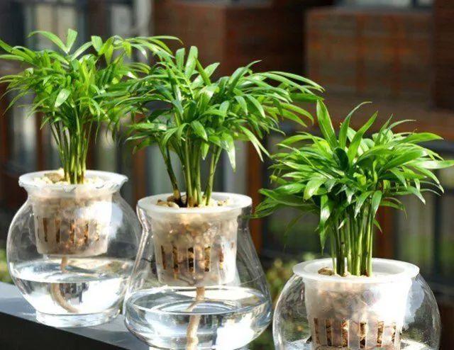 三种药片过期了可以放花盆里,过期的药片对花有效吗