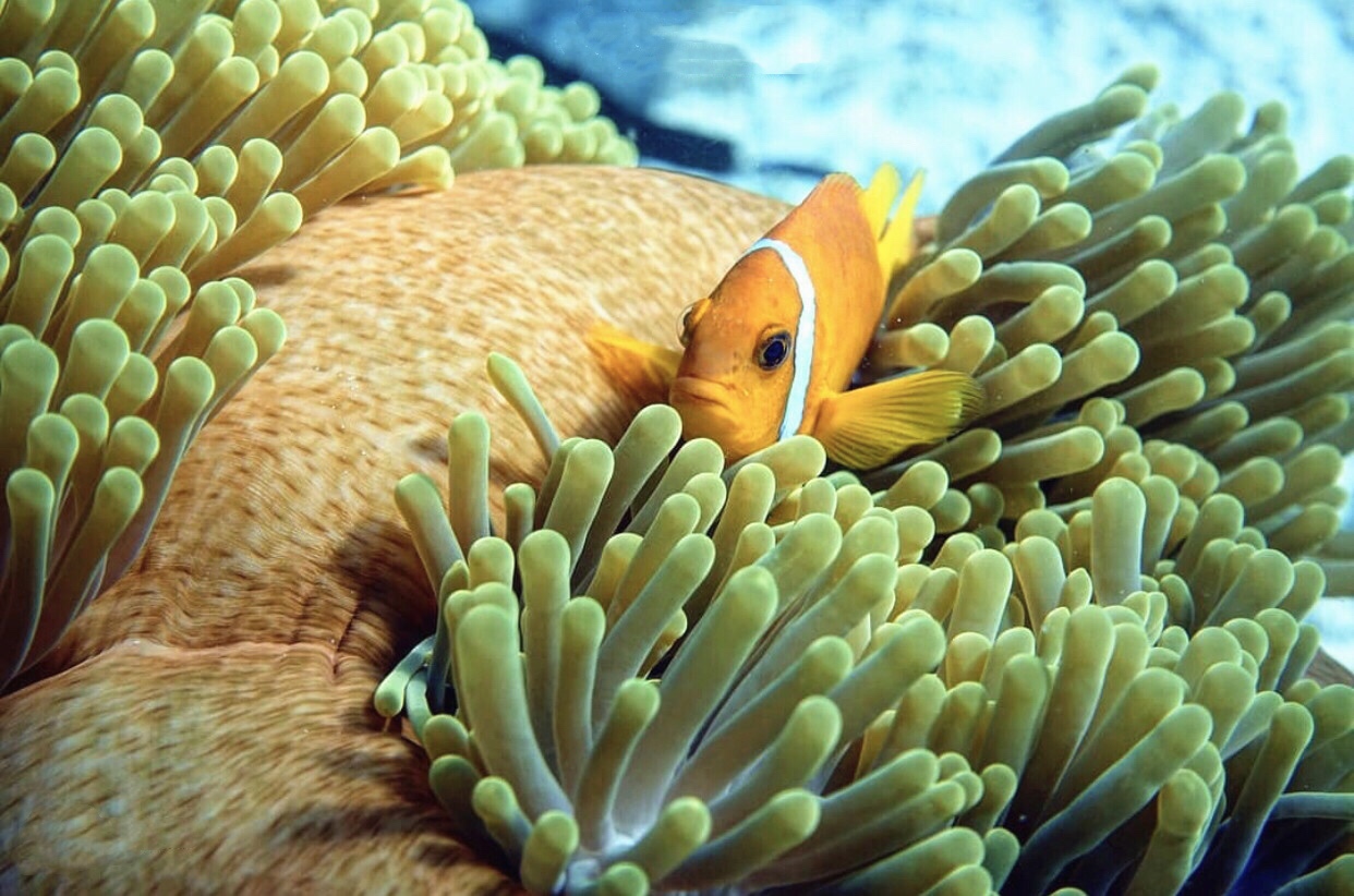 马尔代夫预售,马尔代夫岛屿出售