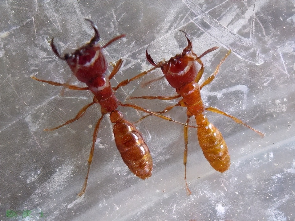 各种作物地下害虫一招解决,庄稼地里的害虫