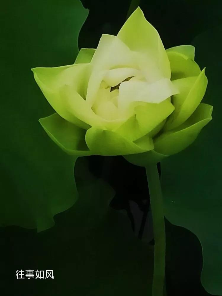 惊艳！淮阳，因为ta，美得不像“画”