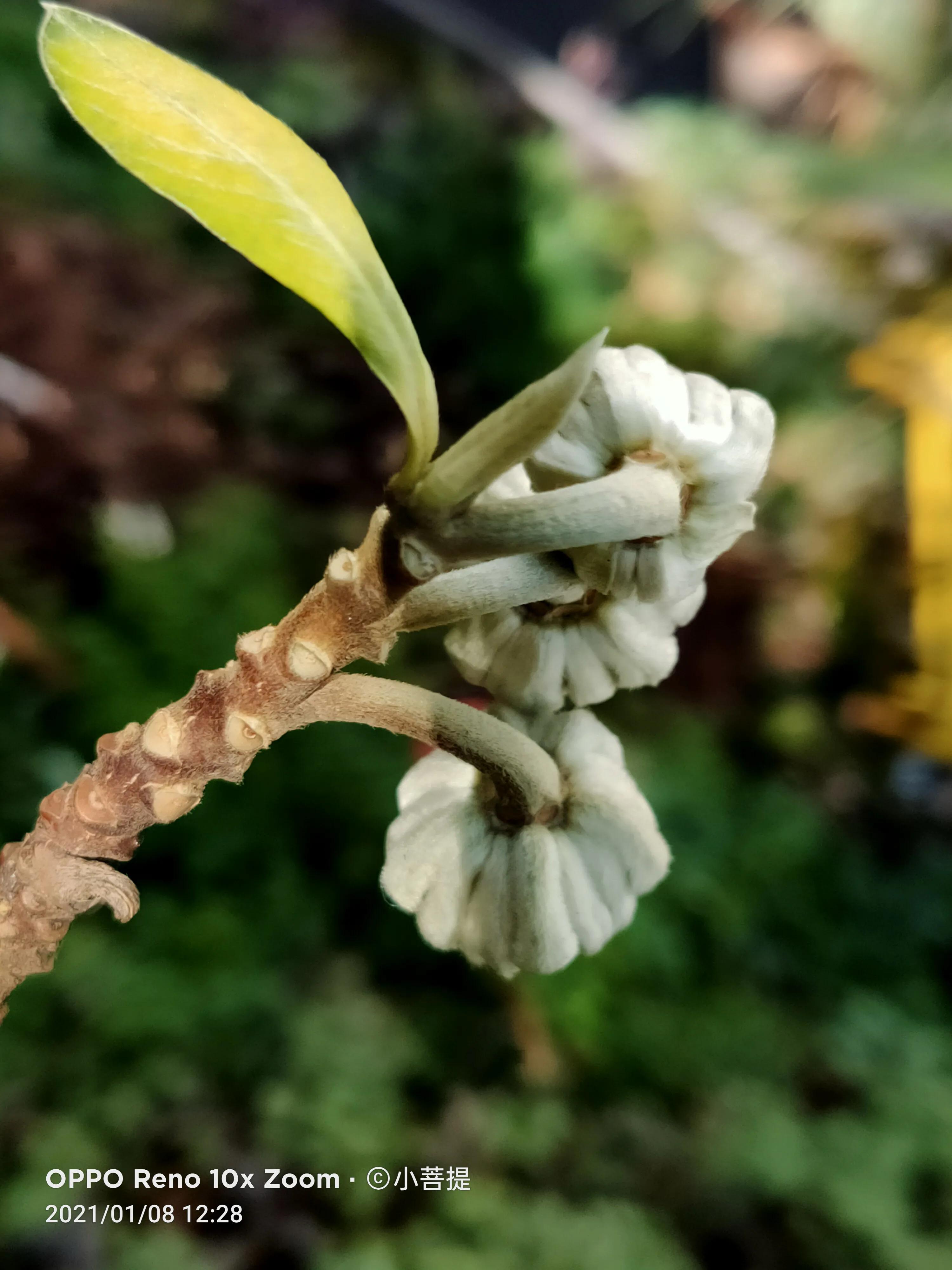 这就是爱情树，若在枝上打两个同向的结，就能得到甜蜜爱情和幸福