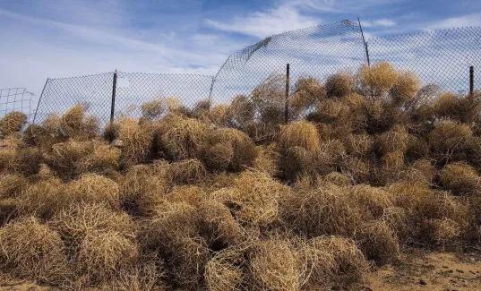 美国遭遇风滚草入侵,风滚草入侵中国后怎样了