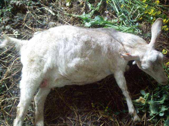 羊消化不良腹痛怎么治疗,羊消化不良有什么症状