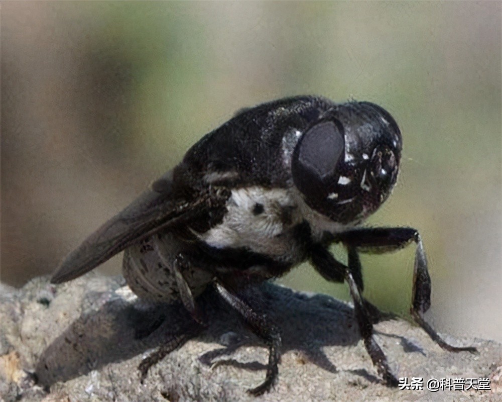 螺旋锥蝇事件,螺旋锥蝇省考题目