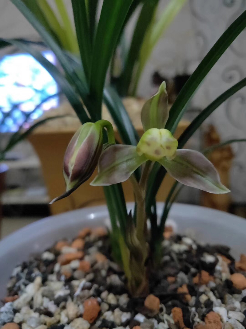 兰花发黄叶尖发黑怎么回事,兰花叶片发黄的原因和处理方法