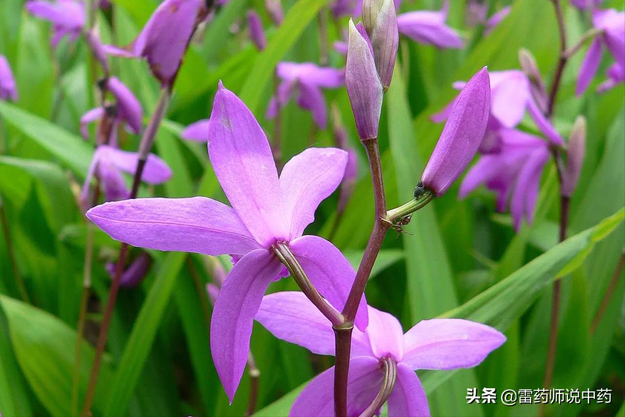 白芨为什么能止血,白芨的功效