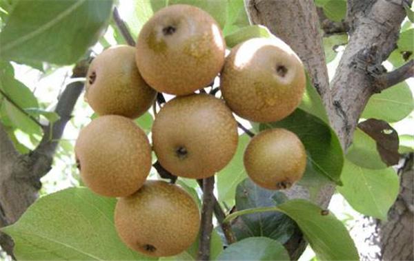 南方十大名水果,北方人绝对没吃过的六种水果