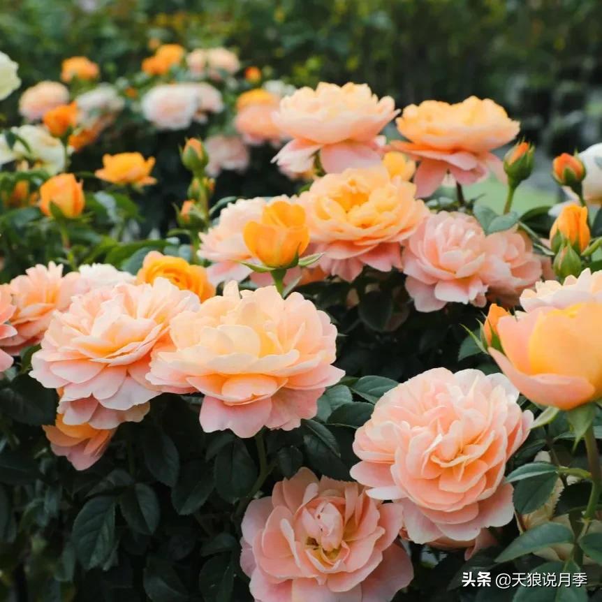 天狼月季起源,天狼月季是做什么的