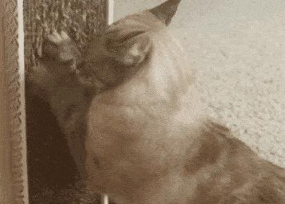 网友哭了：抓破沙发、抓坏窗帘，猫咪为什么那么喜欢到处磨爪子？