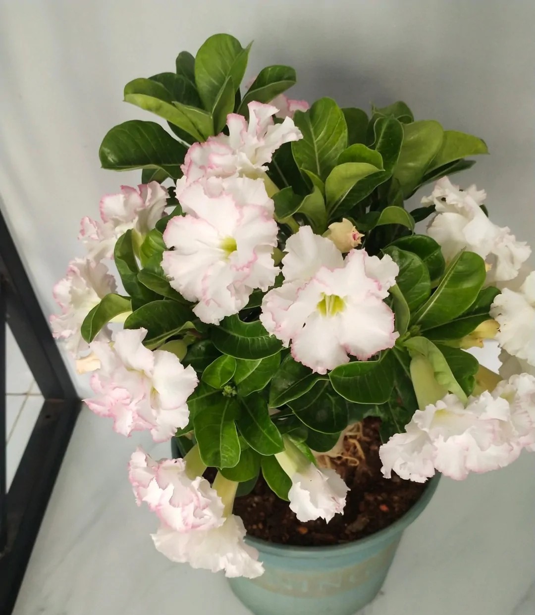 84个沙漠玫瑰品种，收起来慢慢看，待到来年春天选几种喜欢的养