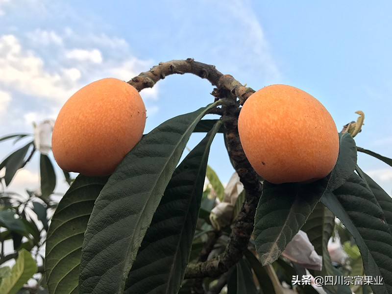 中国各省生产枇杷排行榜,枇杷全国分布