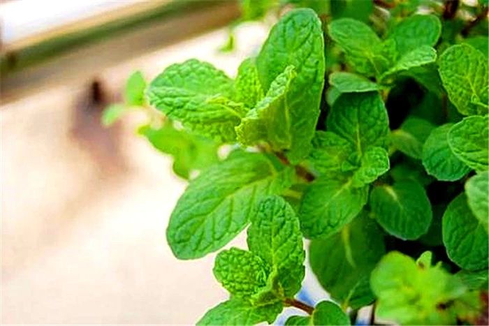 猫薄荷对人有什么影响,猫咪对猫薄荷的影响