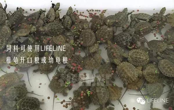 日本石龟饲养视频,石钱龟龟苗