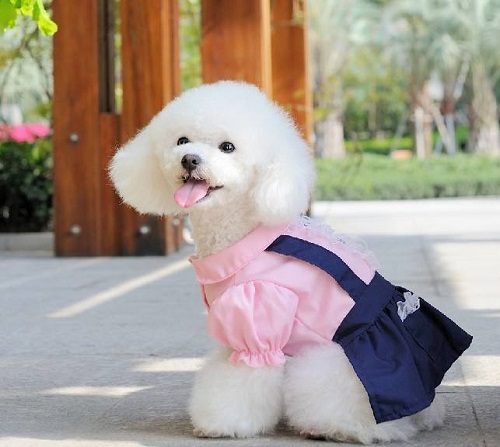 泰迪又吐又拉是肠胃炎吗,被泰迪咬了要不要打针