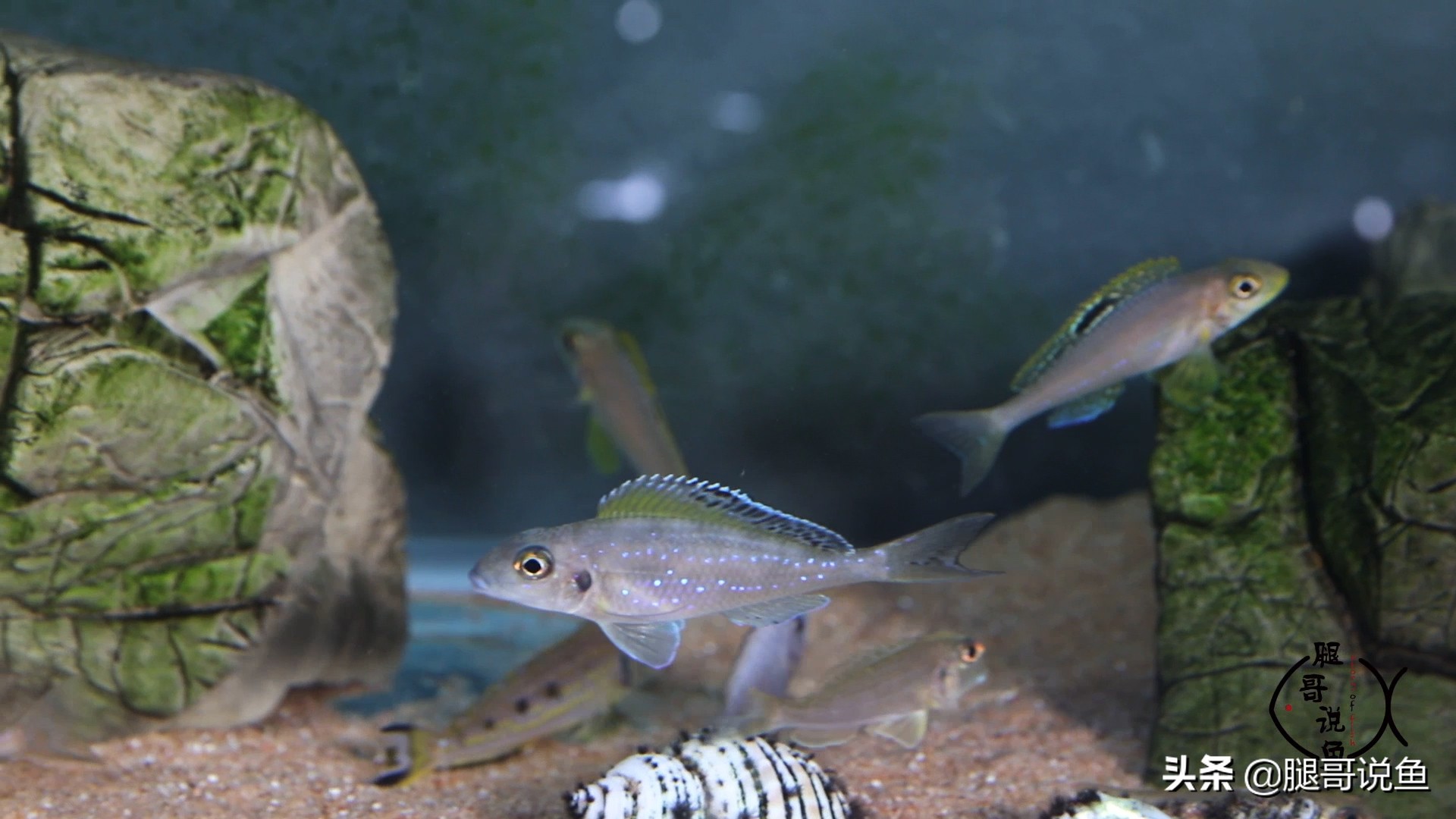 三湖慈鲷蝴蝶鱼含卵,三湖慈鲷孔雀属幼鱼图